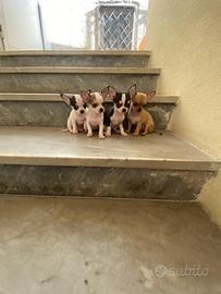 Cuccioli di chihuahua toy