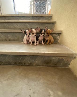 Cuccioli di chihuahua toy
