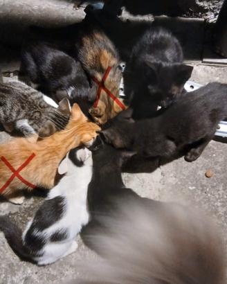 Gattini