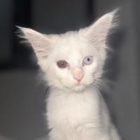 Maine Coon siberiano