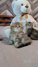 Gattini Scottish fold/straight