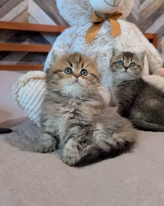 Gattini Scottish fold/straight