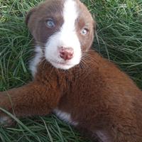 Cuccioli trovatelli