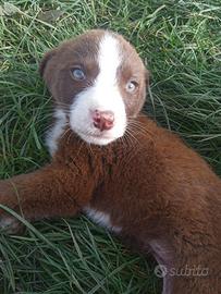 Cuccioli trovatelli