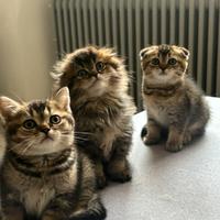 Cuccioli Scottish Fold e straight