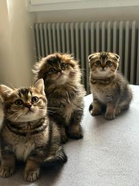 Cuccioli Scottish Fold e straight