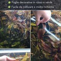 Echinodorus, pianta acquario 