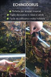 Echinodorus, pianta acquario 