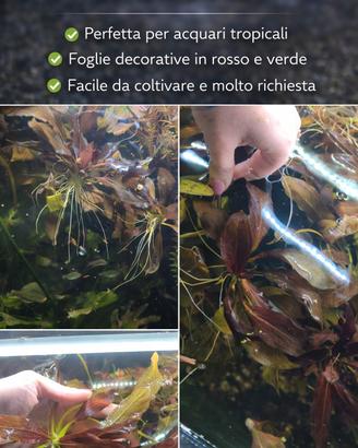 Echinodorus, pianta acquario 