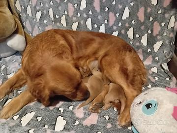 cuccioli di golden retriever 