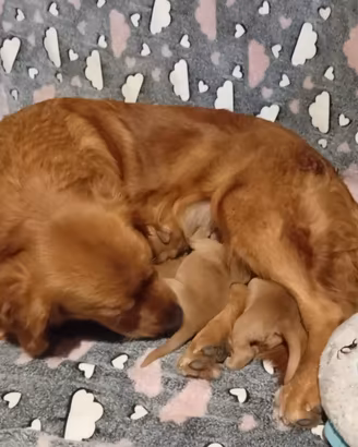 cuccioli di golden retriever 