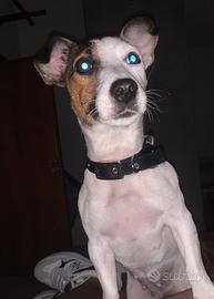 Jack russell femmina