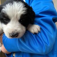 Cucciolo di border collie?