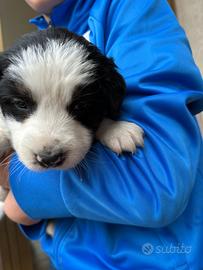 Cucciolo di border collie?
