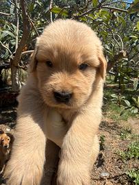 Golden retriever
