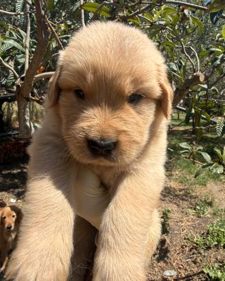 Golden retriever