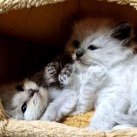 Cuccioli ragdoll con pedigree per Natale