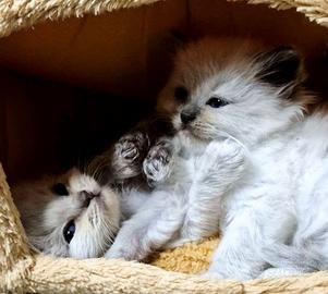 Cuccioli ragdoll con pedigree per Natale