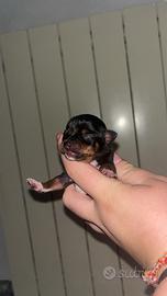 Mini cuccioli