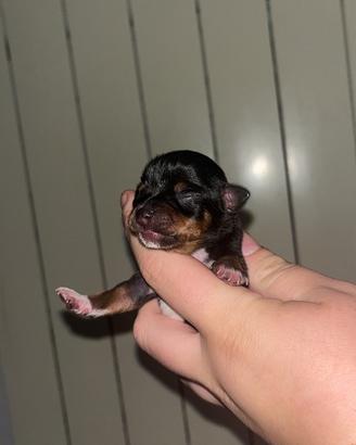 Mini cuccioli