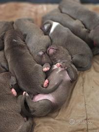 Cuccioli American Pitbull Terrier nati il 10 marzo