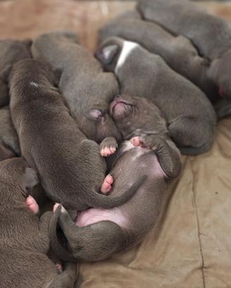 Cuccioli American Pitbull Terrier nati il 10 marzo