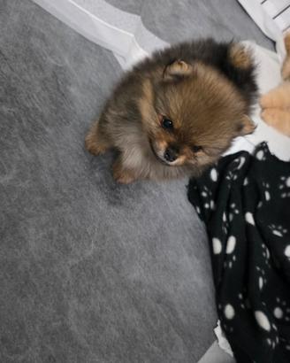 Volpino di pomerania