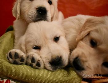 Golden retriever cuccioli