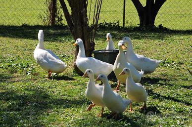Anatre campbell bianche e cachi e oche