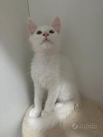 Mainecoon cucciolo