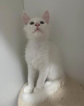 Mainecoon cucciolo