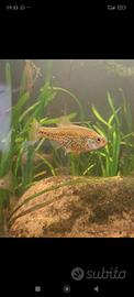 Chapalichthys pardalis