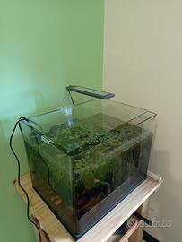 Acquario amtra