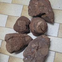 radica di sagina