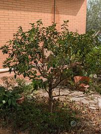 Kumquat mandarino cinese adulto 145 cm