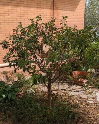 Kumquat mandarino cinese adulto 145 cm