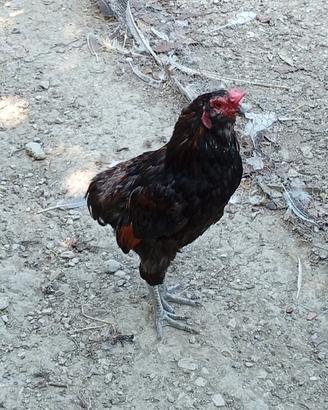 Animali