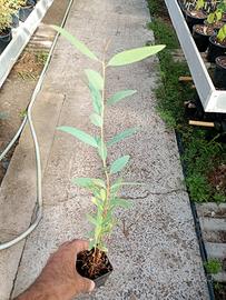 piante di eucaliptus 