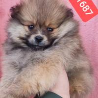 SPITZ TEDESCO PICCOLO stupendo batuffolo