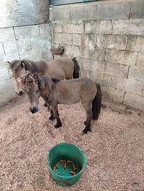 coppia falabella