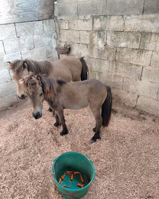 coppia falabella