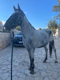 Cavallo