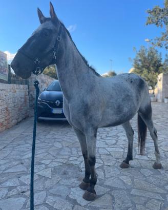 Cavallo