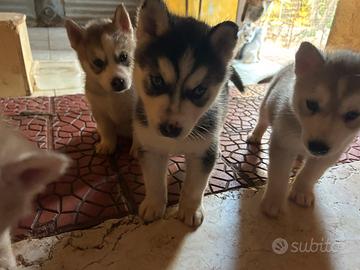 Husky