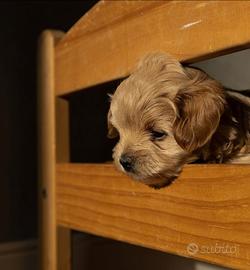 Cuccioli incrocio barboncino di due mesi mini