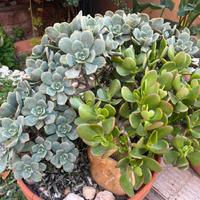 Talee piante succulente