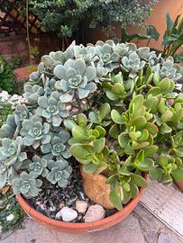 Talee piante succulente