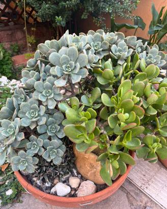 Talee piante succulente