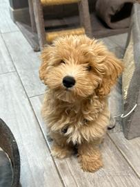 Maltipoo maschio da monta
