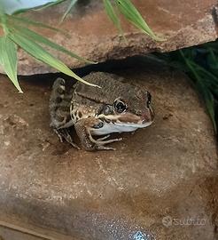 Rana verde iberica